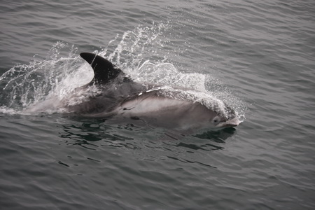 white beaked dolphin