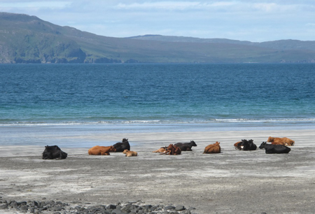 Cows on the beach in Eigg