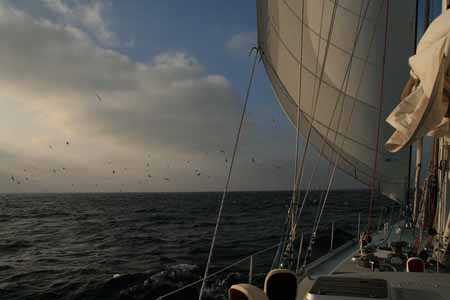 Cloud of Kittiwakes