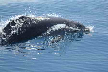 Bottlenose dolphin missing it's dorsal fin.