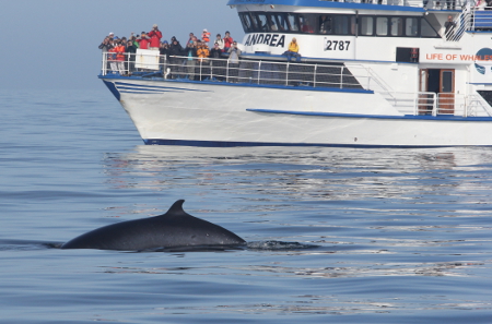 A Minke whale surfaces close to a whale watching vessel.  Flaxafloi Bay, Iceland. 