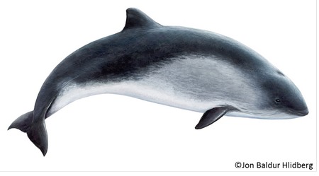 Porpoise Drawing_sm