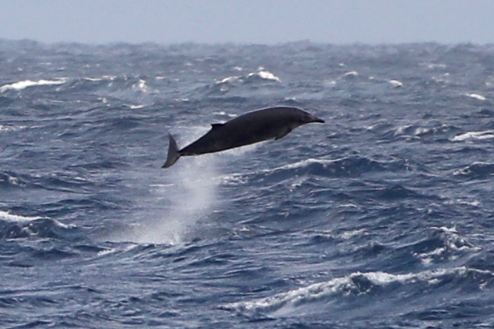 Beaked_whale_credit_Ash_Bennison