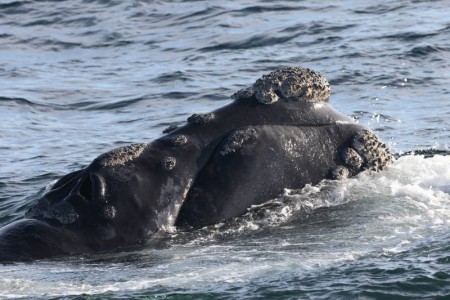 (c) BAS South Georgia Southern Right Whale Catalogue