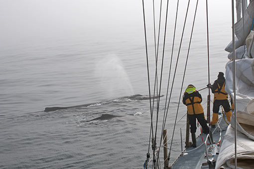 Humpback mother and calf.