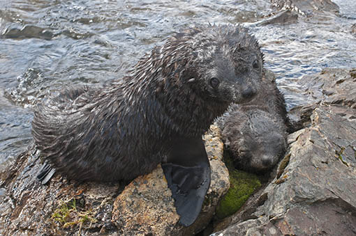 Fur seal pups.