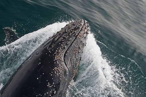 Humpback calf