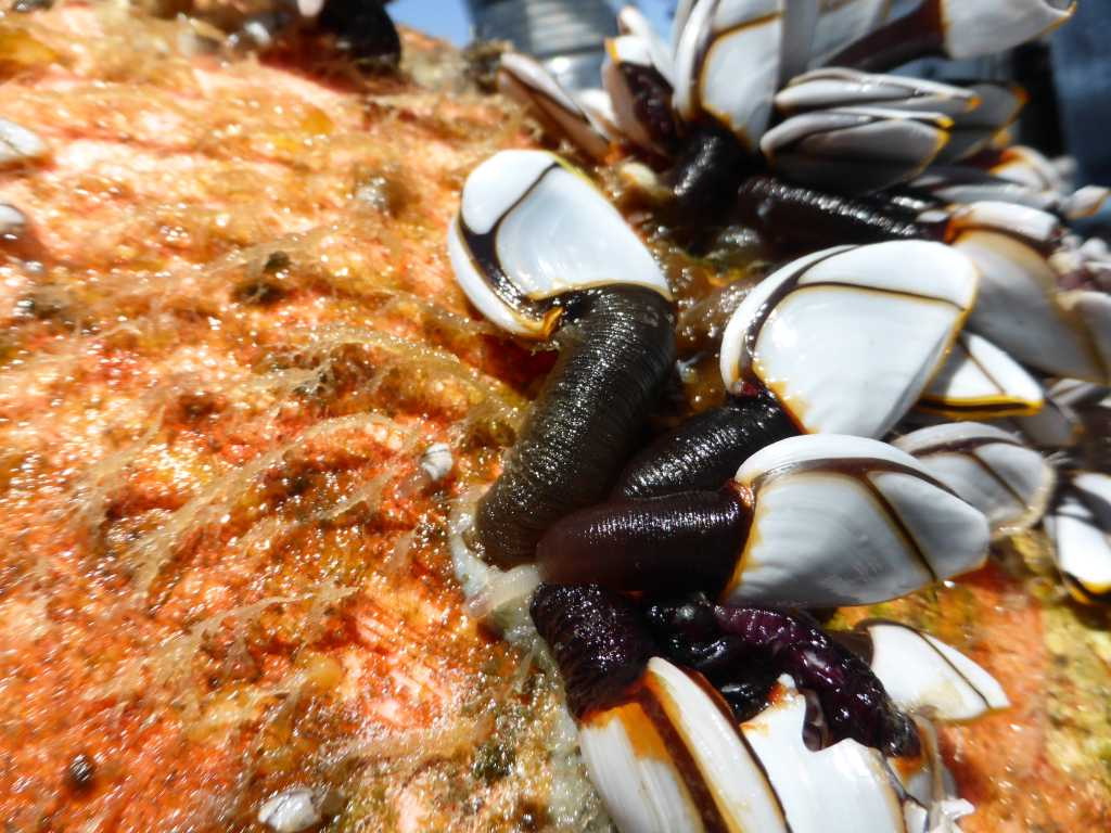 Goose barnacles