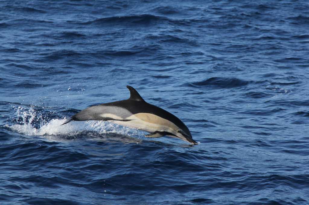 photo MCR Common dolphin 1