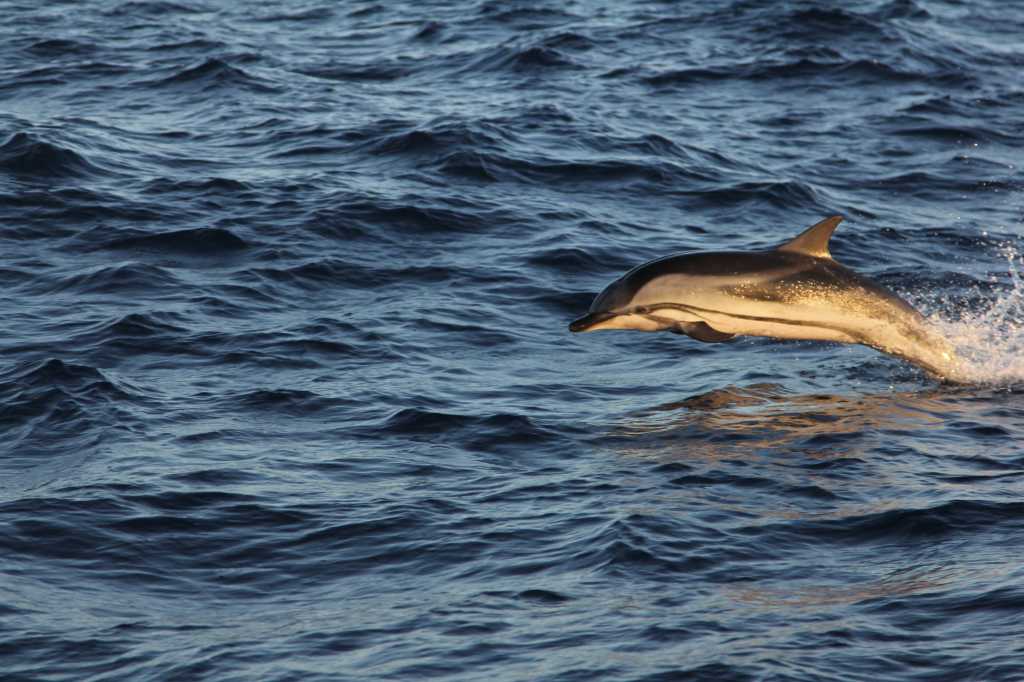photo MCR Striped dolphin