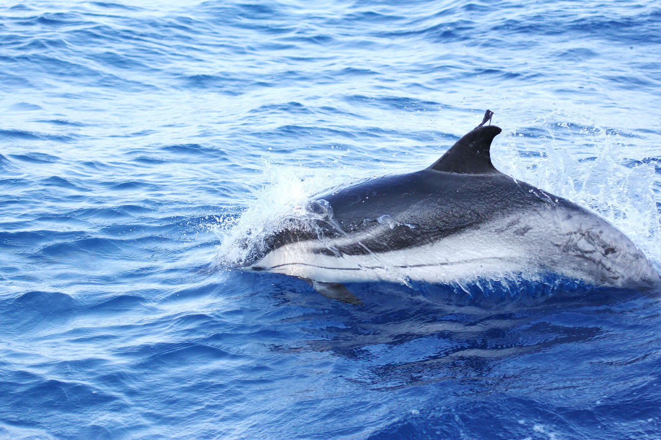 Striped dolphin and parasite
