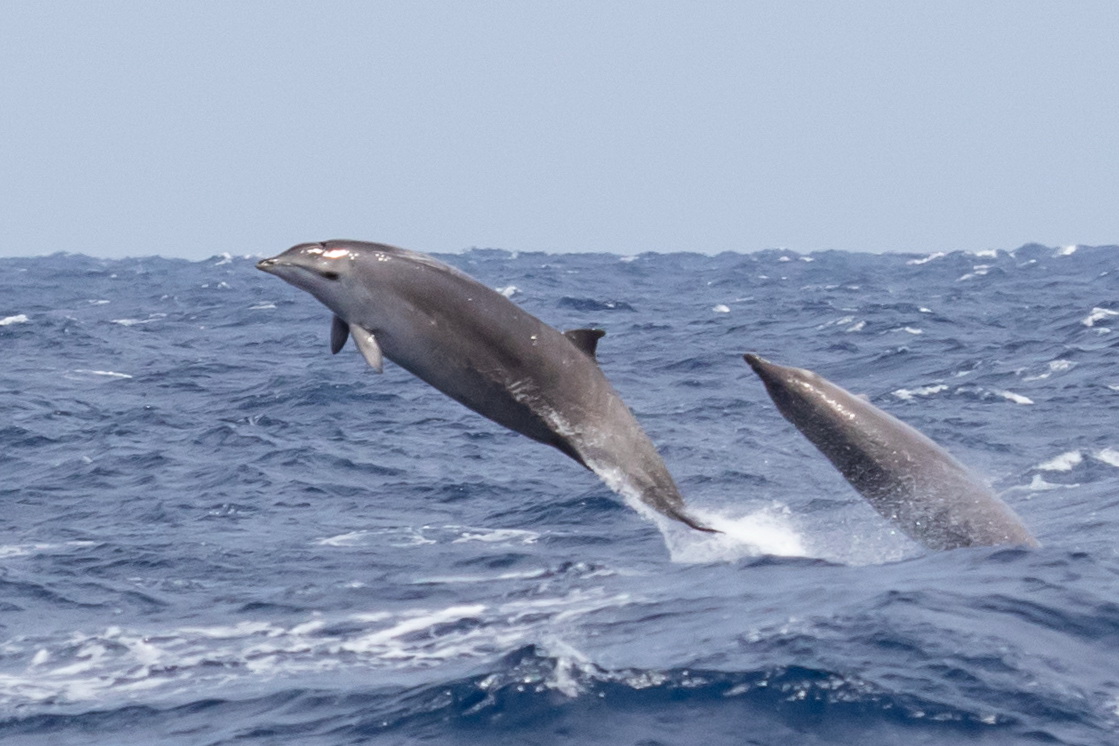 Gervais' beaked whale breaching near Norfolk Canyon, USA. NMFS permit 14809