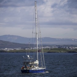 Iceland to Greenland – In search of the North Atlantic right whale