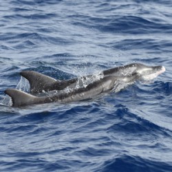 Third cetacean survey completed off the Republic of Cyprus, Eastern Mediterranean Sea