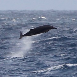 Searching for beaked whales off Ireland      #beakquest17