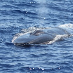 ASI Survey Blocks 7 & 4, west of Sardinia towards the Balearic Islands