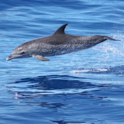 MAPS – the Marine Mammal Passive Acoustics and Spatial Ecology project; the first cruise is completed