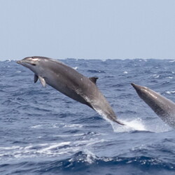 Flying beaked whales, a chance encounter with Half Nelson and a new 3-D hydrophone array on trial, as the MAPS fieldwork draws to a close